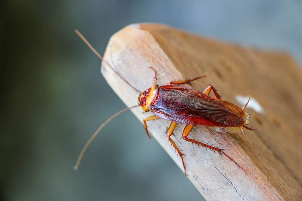 A cockroach on a wooden surface, highlighting pest control services available in Sacramento, CA.