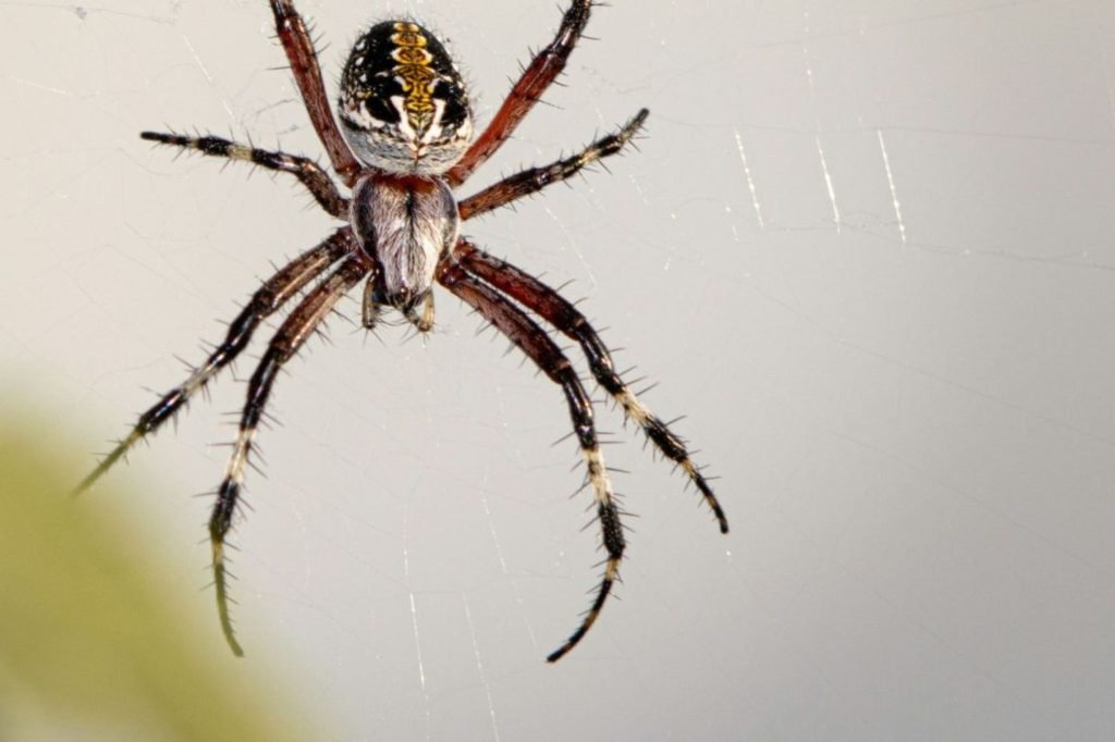 A spider with a yellow and black body sits on its web, illustrating the relevance of spider control services in Sacramento, CA.