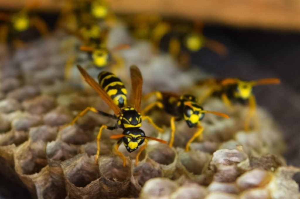 Wasps gathered on a hive, emphasizing the importance of stinging control services available in Sacramento, CA.