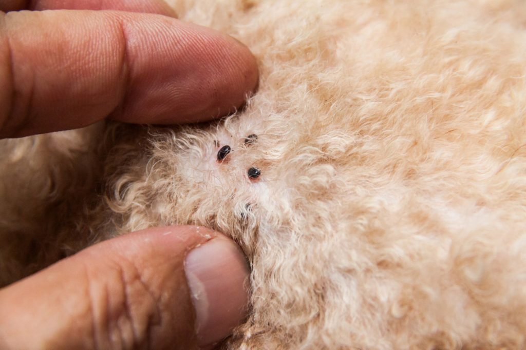 A hand holding a small black dot on a dog's fur, suggesting a tick, as part of a flea and tick control service in Sacramento.