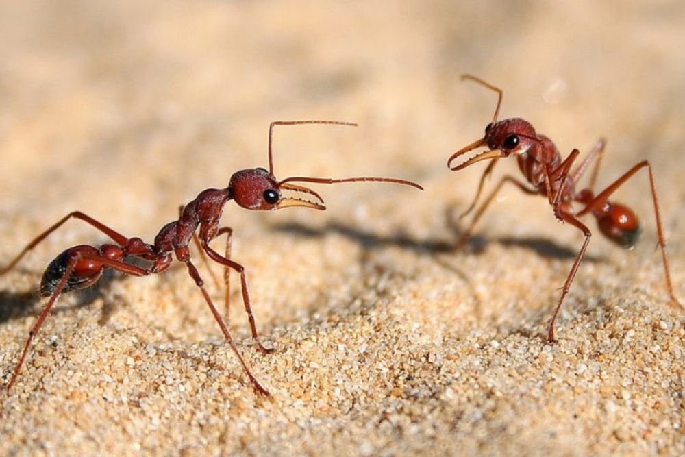 Two ants clashing on sandy terrain, emphasizing the relevance of ant control services in Sacramento, CA.