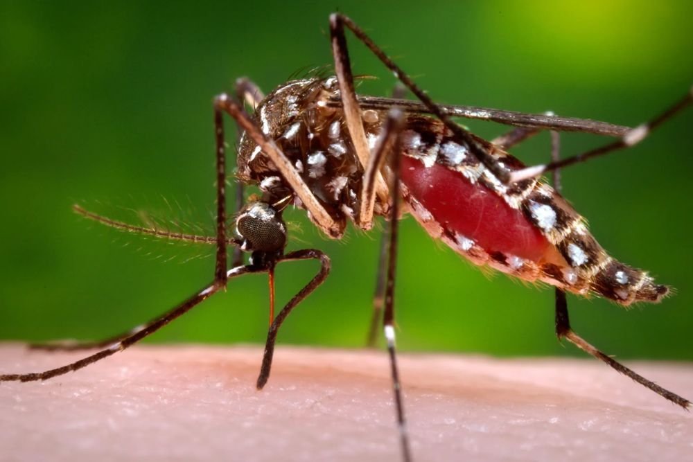 Illustration of mosquito bites, underlining the necessity for mosquito control services in Sacramento, CA.