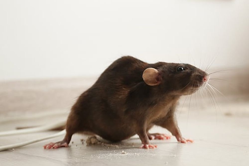A rat positioned on the floor by a wall, emphasizing the importance of rodent control in Sacramento, CA.