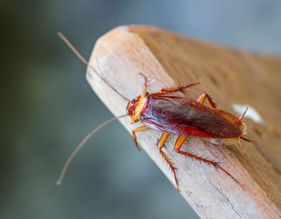 A cockroach on a wooden surface, highlighting pest control services available in Sacramento, CA.