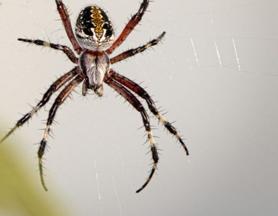 A spider with a yellow and black body sits on its web, illustrating the relevance of spider control services in Sacramento, CA.