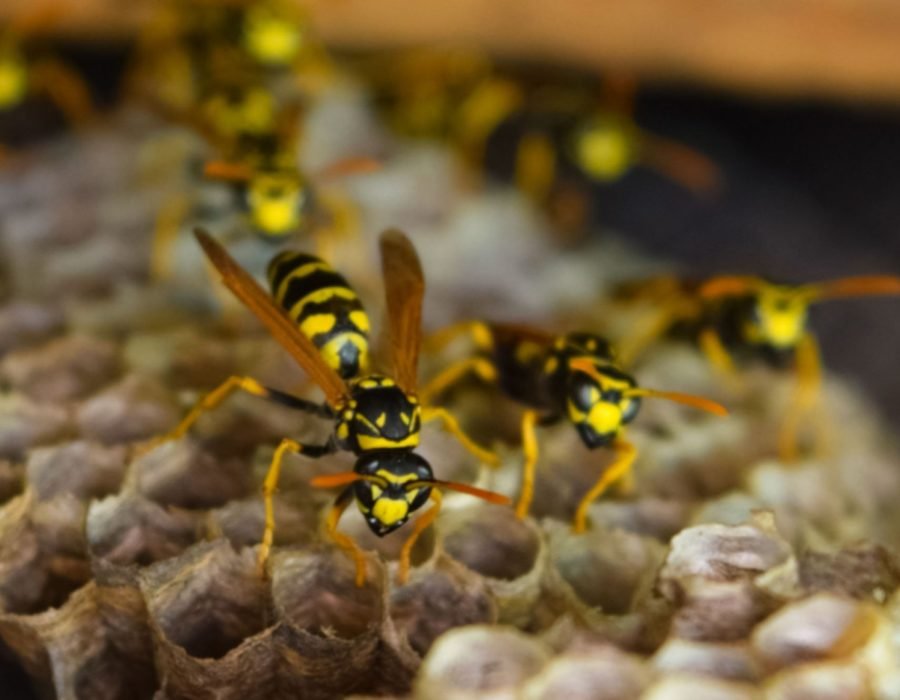 Wasps gathered on a hive, emphasizing the importance of stinging control services available in Sacramento, CA.