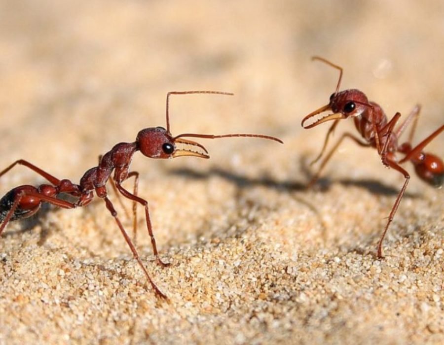 Two ants clashing on sandy terrain, emphasizing the relevance of ant control services in Sacramento, CA.