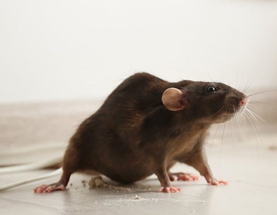 A rat positioned on the floor by a wall, emphasizing the importance of rodent control in Sacramento, CA.